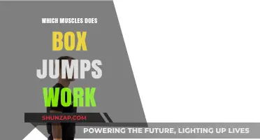 Box Jumps: Target Muscles and Full-Body Benefits Explained