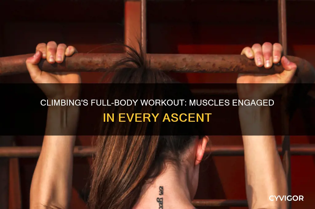 which muscles does climbing work