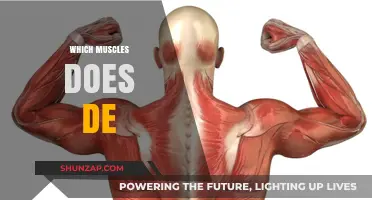 Developing Deltoids: Unlocking the Power of De's
