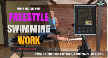 Freestyle Swimming: Target Muscles for Strength and Endurance