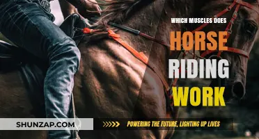 Horse Riding Muscles: Core, Legs, and Posture Strengthening Explained