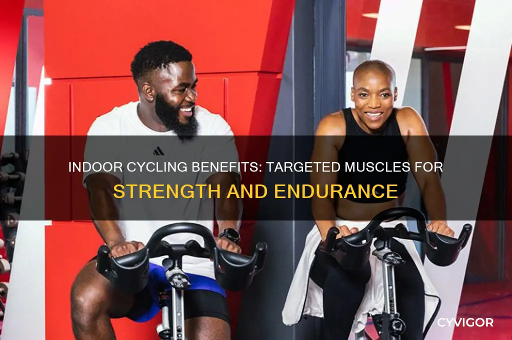 which muscles does indoor cycling work