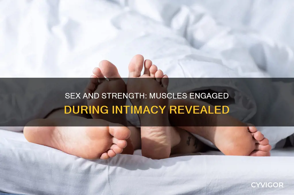 which muscles does sex work