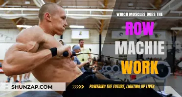 Row Machine Muscles: Targeted Back, Arms, and Core Workout Explained