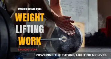 Muscles Targeted by Weight Lifting: A Comprehensive Guide to Strength Training