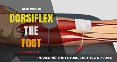 Foot Dorsiflexion: Which Muscles Are Involved and Why?