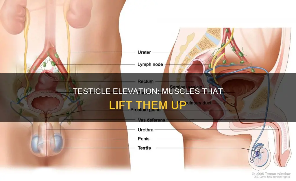 which muscles elevate testicles