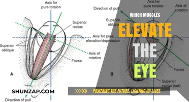 Eye Muscles: Elevating Your Vision