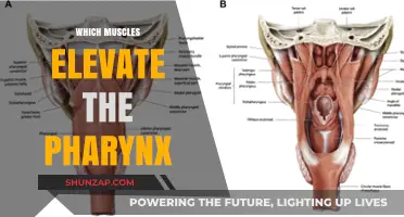 Pharynx Elevators: Muscles You Need to Know