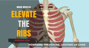 Rib Elevation: Muscles Involved and Their Functions