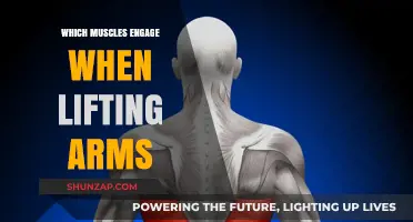 Muscles Engaged: Understanding Arm Lifting Mechanics and Key Muscles