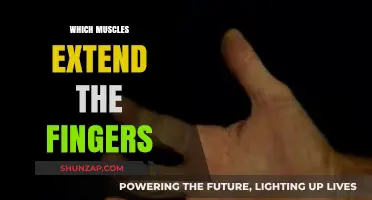 Extensor Digitorum: Muscles for Finger Extension