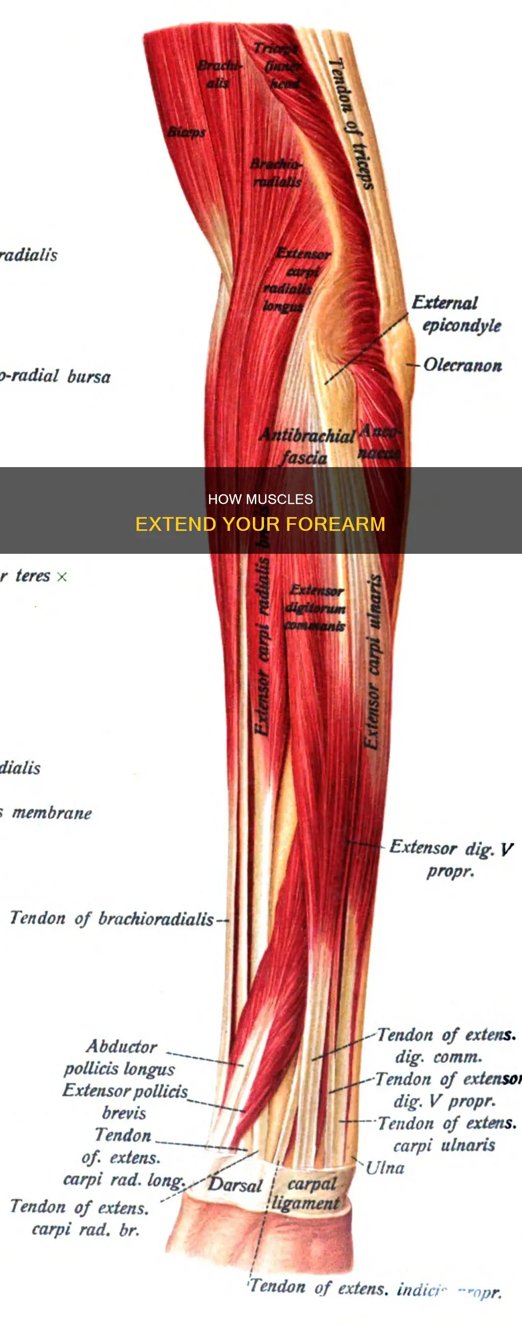 which muscles extend the forearm