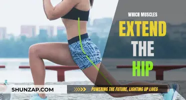Hip Extending Muscles: Uncover the Powerful Movers