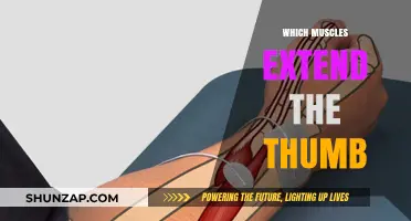 Extending Your Thumb: Which Muscles Are Involved?