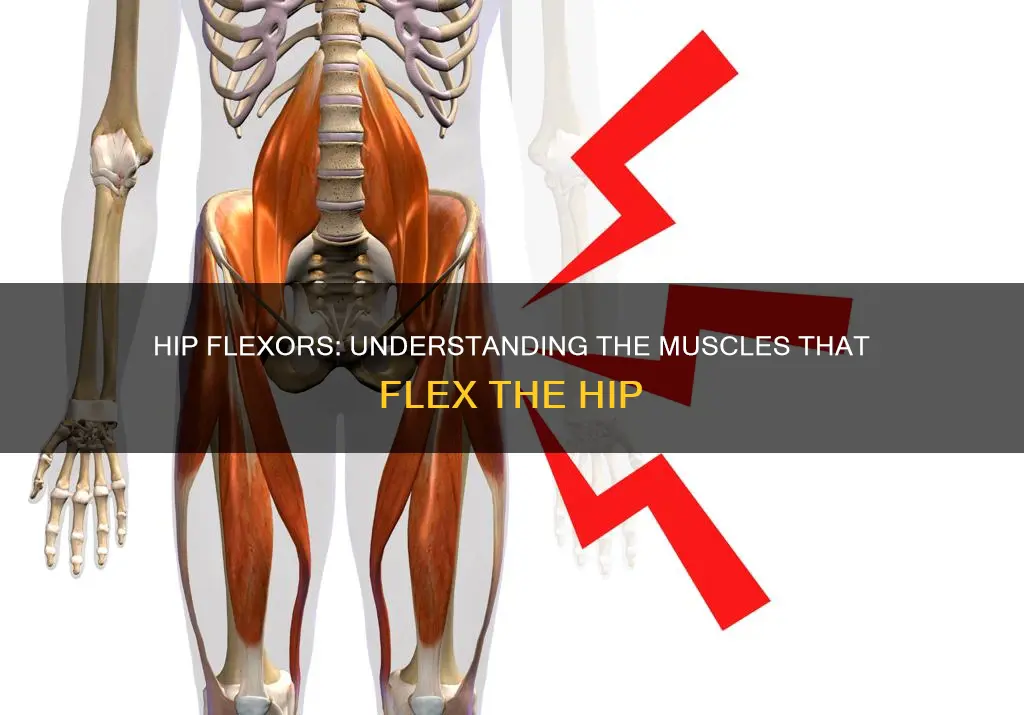 which muscles fextend the hip