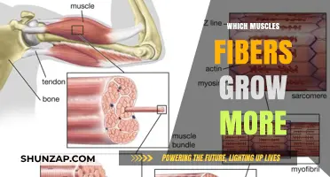 Muscle Fiber Growth: Unlocking the Secrets of Hypertrophy and Strength