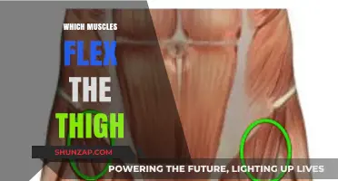 Thigh Flexion: Understanding the Muscles Involved