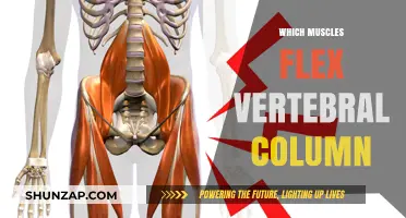 Spinal Flexors: Muscles that Flex the Vertebral Column