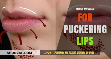 Pucker Up: Muscles Behind Kissable Lips