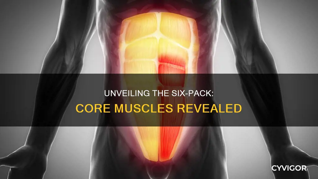 which muscles forms six pack