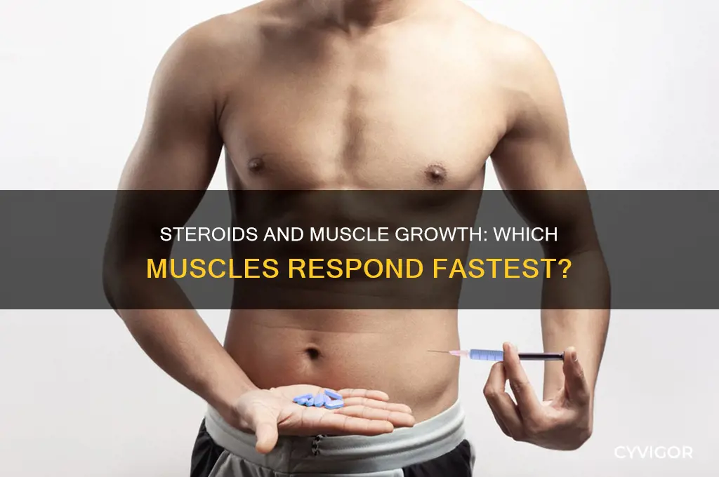 which muscles grow fastest on steroids