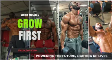 Muscle Growth Order: Which Muscles Develop First in Training?