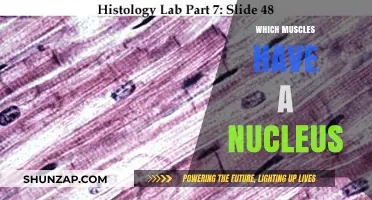 Muscle Nucleus: What Muscles Have and Why