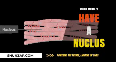 Muscles With a Nucleus: What You Need to Know