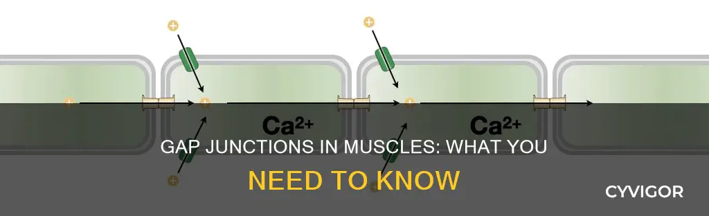 which muscles have gap junctions