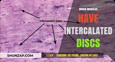 Intercalated Discs: These Muscles Have Them