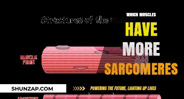 Sarcomere-Rich Muscles: What You Need to Know