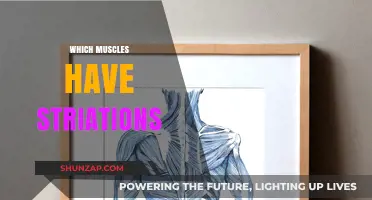 Striated Muscles: What Are They and Where Are They Located?