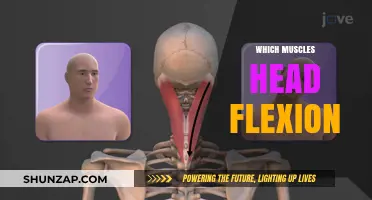 Head Flexion: What Muscles Are Involved?