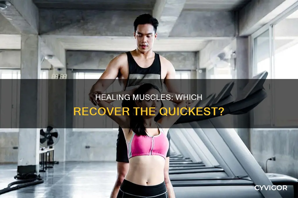which muscles heal the fastest