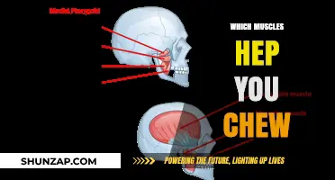 Chewing Muscles: The Unsung Heroes of Mastication