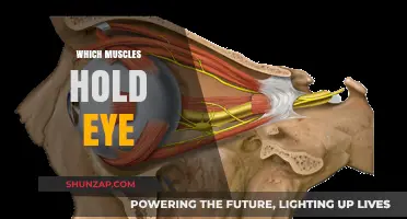 Eye Muscles: The Unsung Heroes of Vision