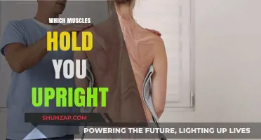 The Muscular System: Standing Tall and Upright