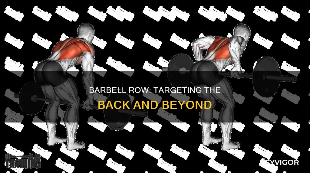 which muscles in barbell row