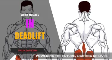 Deadlift Muscles: Targeting Back, Shoulders, and Legs