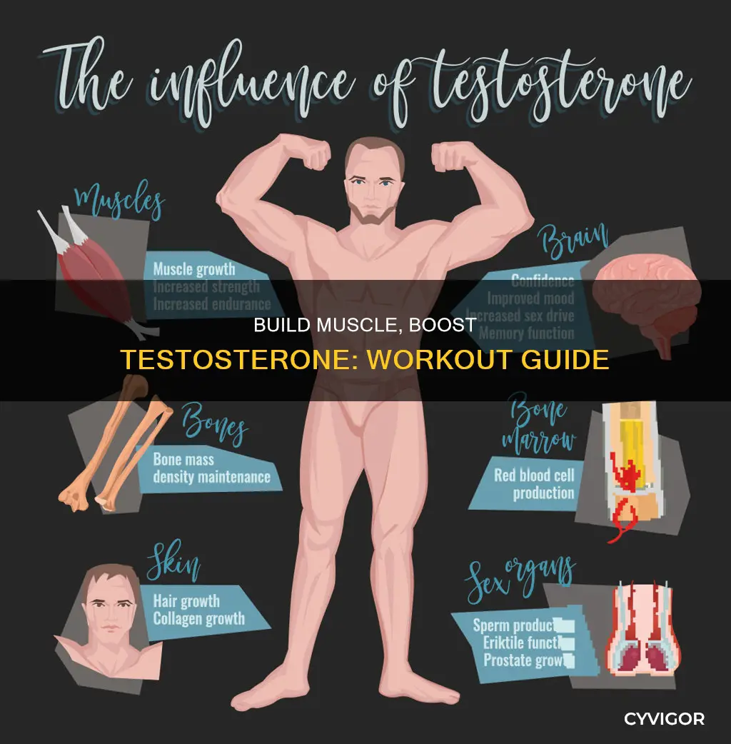 which muscles increase testosterone