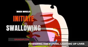 How Muscles Work Together for Swallowing