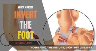 Foot Inversion: Muscles That Control This Movement