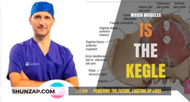 Kegel Muscles: What Are They and How to Strengthen Them