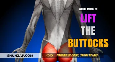 Gluteal Muscles: Understanding the Anatomy of Buttocks Lift