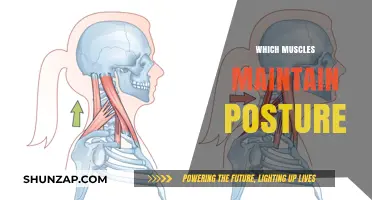 Posture Maintenance: The Muscles That Keep Us Upright