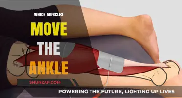 Ankle Movement: Muscles and Their Functions
