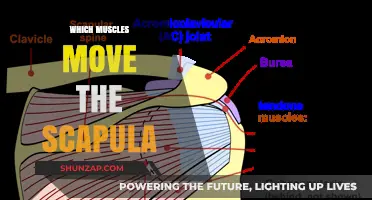 Understanding the Muscles Behind Scapula Movement