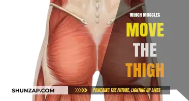 Thigh Muscles: Understanding Their Movement and Function