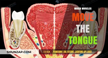 Tongue Muscles: The Power Behind Speech and Taste